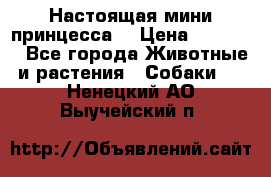 Настоящая мини принцесса  › Цена ­ 25 000 - Все города Животные и растения » Собаки   . Ненецкий АО,Выучейский п.